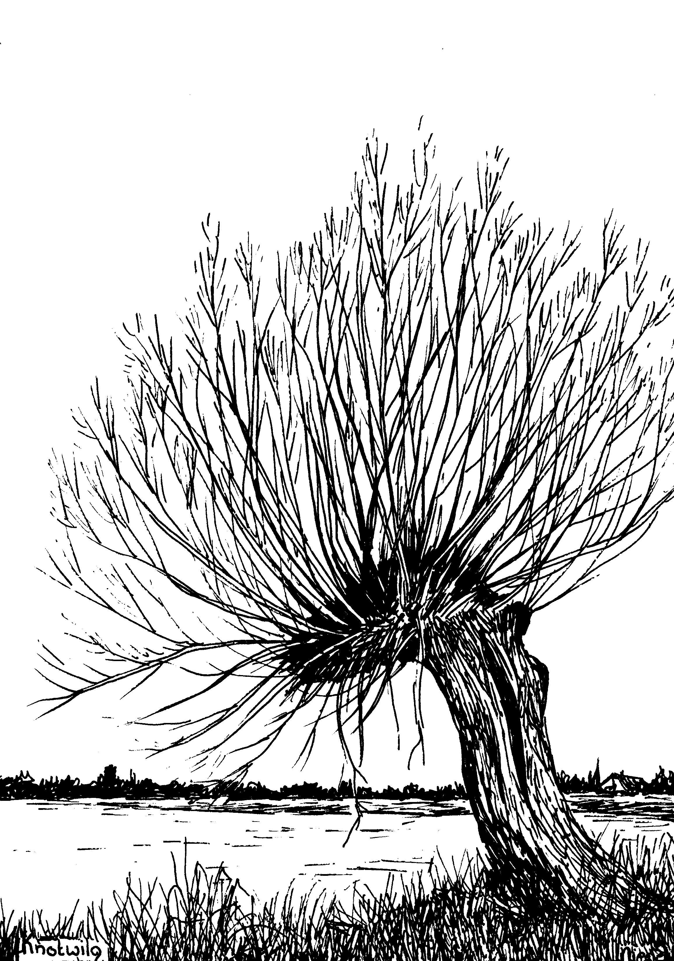 Salix Alba